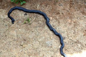 The Christys / Eastern snake eater after eating another snake