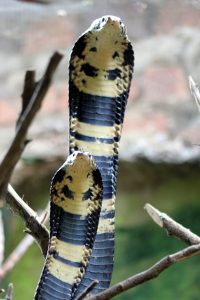 The venomous Eastern / Brown Forest Cobra snake