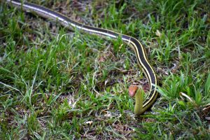 The Eastern Ribbon Snake