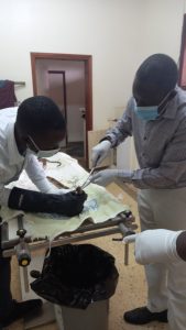 Surgery being done on the Egyptian Cobra snake