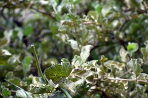 The green snake on a tree