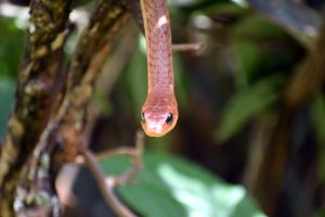The highly venomous Boomslang snake hanging on a tree
