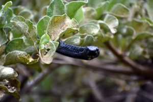 The Jackson Tree snake
