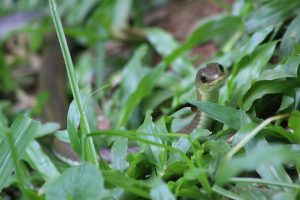 A small snake peeking from the grass