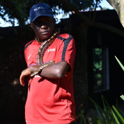 A Snakes Uganda professional snake handler holding a Ball Python